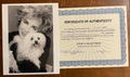 Elizabeth Taylor Signed Autograph 8x10 B&W Glossy Photograph with COA