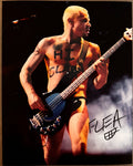 Flea Red Hot Chili Peppers Signed Autograph Signature 8x10 Matte Photograph COA